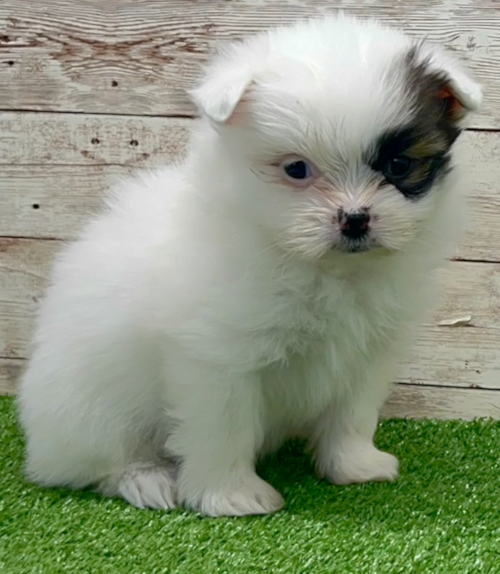 white shih pom puppy with a black marking